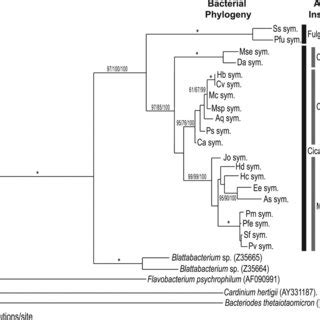 Maximum Likelihood Phylogram Based On 16S RRNA Genes Of The Symbionts