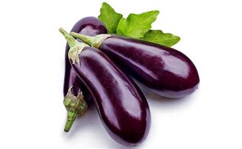 menanam terong  pot kampus tani