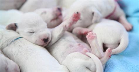 Baby Dog: 5 Puppy Pictures and 5 Facts - A-Z Animals