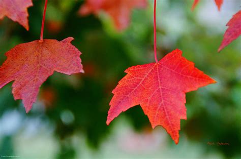 Two Red Maple Leaves Photograph By Mick Anderson Fine Art America