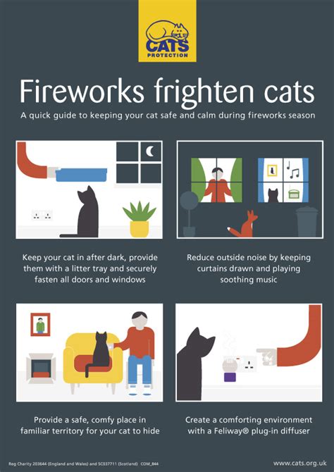 Cats And Fireworks Help And Advice Cats Protection