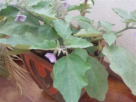 My Terrace Gardening Experiences: Growing Brinjal (Eggplant)