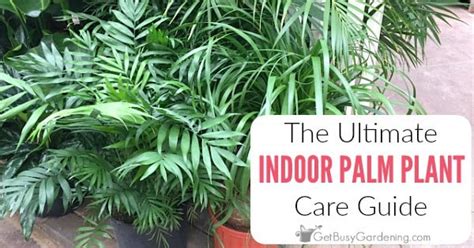 Palm Plant Care & Complete Indoor Growing Guide - Get Busy Gardening