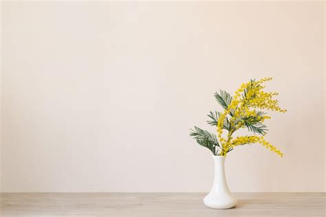 Premium Photo Beautiful Yellow Mimosa Flower Blooms In A White