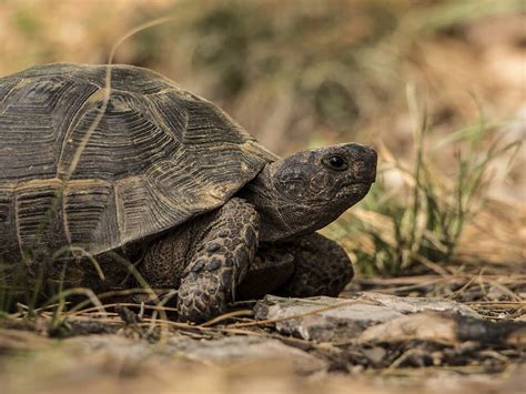 How Long Do Turtles Live UK Pets