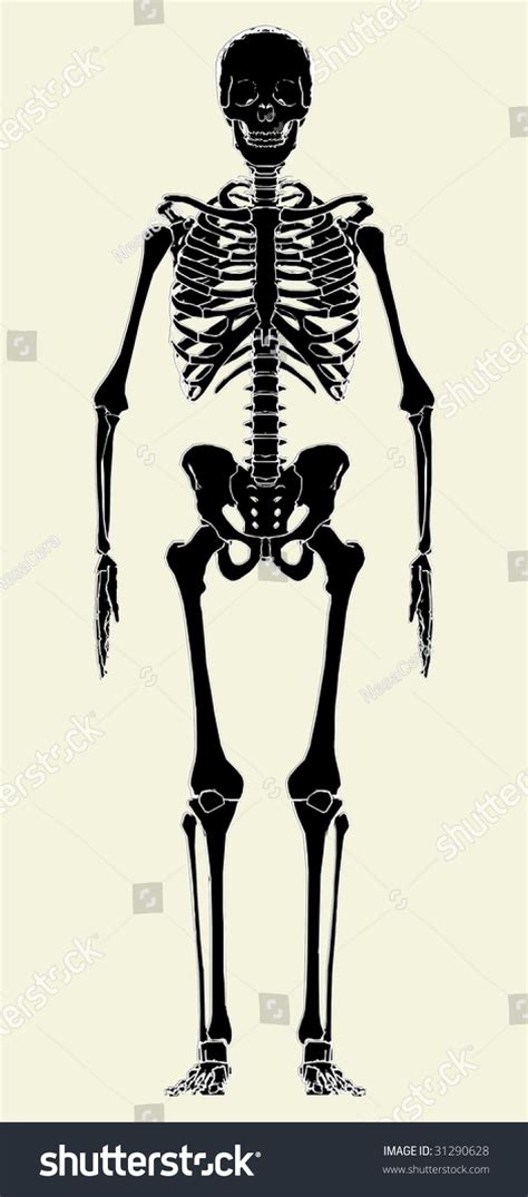 Human Skeleton Vector 01 31290628 Shutterstock