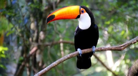 Alimenta O Do Tucano O Que Eles Comem Mundo Ecologia