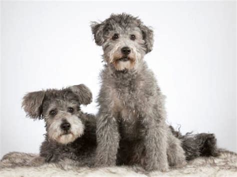 Razas De Perros Con Pelo Rizado