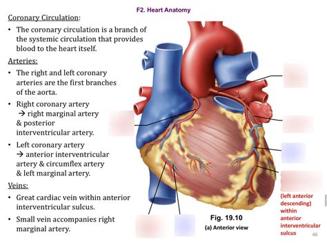 Coronary Circulation Diagram Quizlet