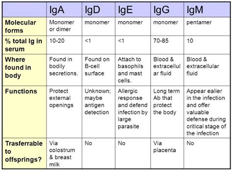 Antibody Structure & Isotypes - Creative Biolabs