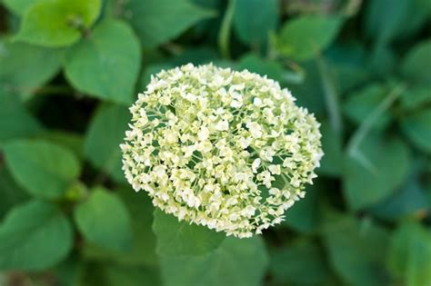 Premium Photo | White flowers of panicle hydrangea