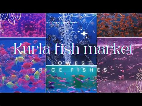 Kurla Fish Market Wholesale Market Of Fishes And Aquariums