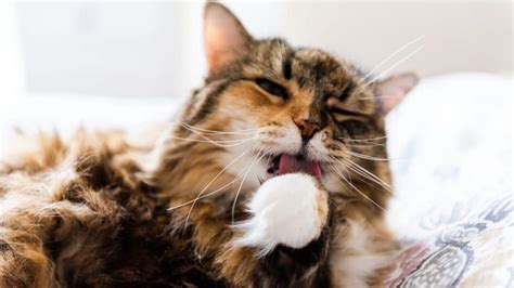 Cat Mouth Sores How To Recognise Them And What They Mean