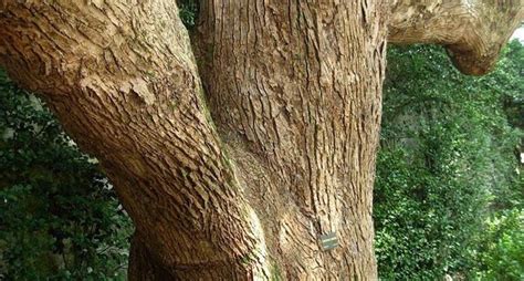 Canfora Albero Alberi Latifolie Caratteristiche Dell Albero Della