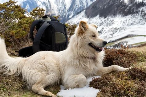 Veja Qual Ra A De Cachorro Combina O Seu Signo Segundo A Astrologia