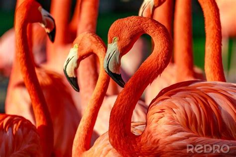 Bild Rote Flamingos In Der Sonne Nach Ma Myredro De