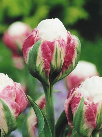 Tulpe Tulipa Ice Cream Blumenzwiebeln Und Herbstrhizome Tulpen