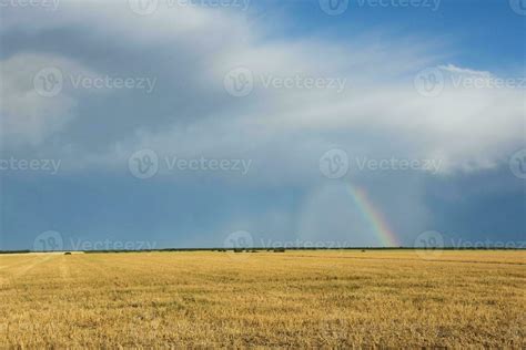 rainbow   trees  stock photo  vecteezy