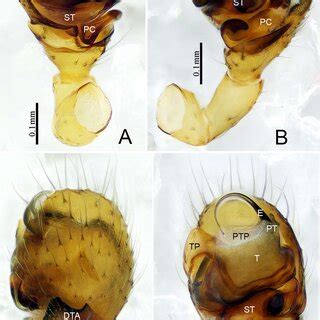 Caracladus Daguanensis Sp Nov Male Holotype Left Palp A Prolateral