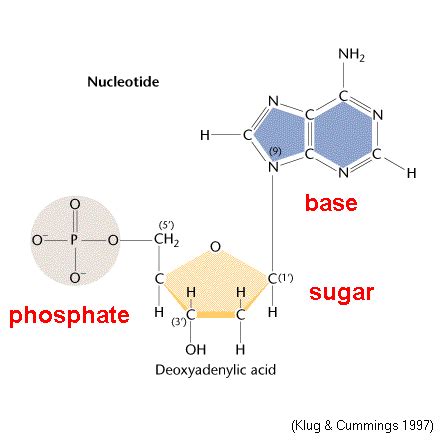 Nucleoside Phosphate