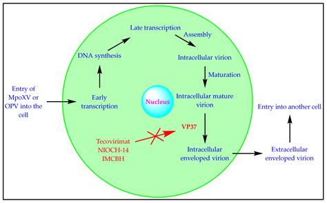 Biomedicines Free Full Text Vp37 Protein Inhibitors For Mpox