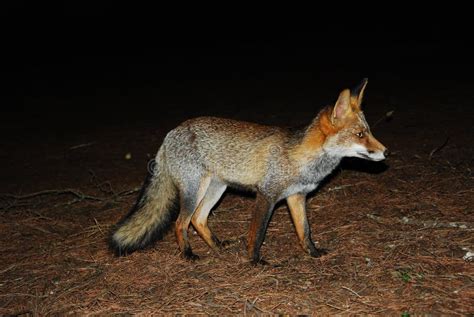 Fox In The Night Stock Photo Image Of Invertebrate 11351054