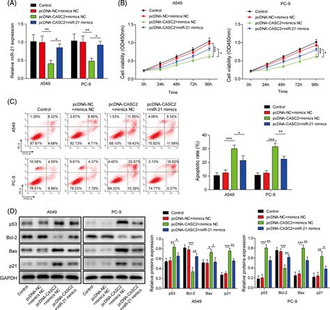 Overexpression Of MiR21 Reversed The Regulatory Effects Of CASC2