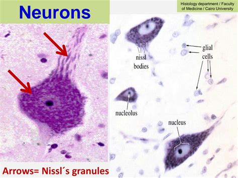 solution neuroscience nervous tissue datashow  nerve cell