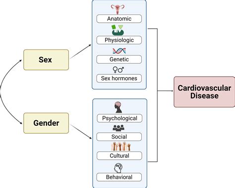 Cardiovascular Disease Screening In Women Leveraging Artificial