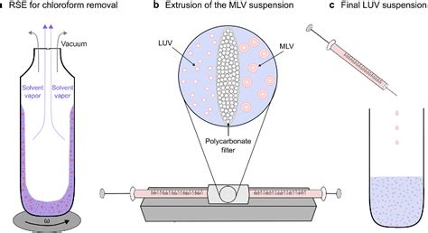 Figure From Electroformation Of Giant Unilamellar Vesicles From Damp