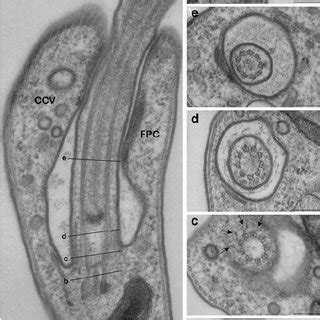 (PDF) Flagellum Structure and Function in Trypanosomes