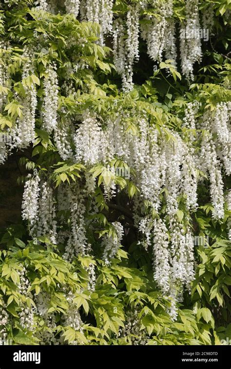 White wisteria tree hi-res stock photography and images - Alamy