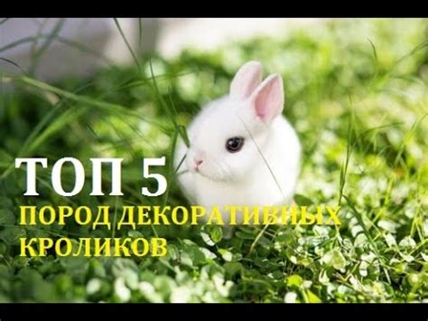 ТОП 5 ПОРОД ДЕКОРАТИВНЫХ КРОЛИКОВ - YouTube