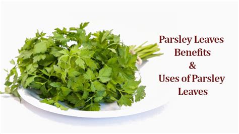 Parsley Leaves Benefits And Uses Of Parsley Leaves