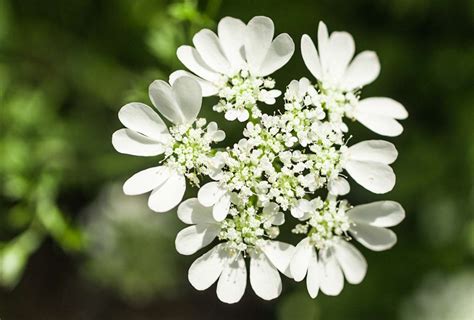 C Mo Cultivar Y Cuidar La Flor De Encaje Blanco Besthome