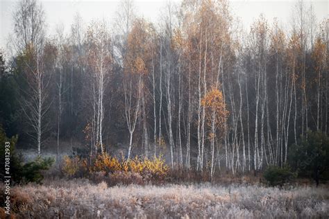 late fall. First frosts Late autumn landscape. yellow birch trees in a ...