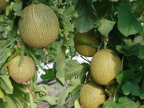 Sabe Como Sembrar Sandias Descubra todo aquí