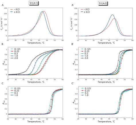 Thermal Denaturation And Aggregation Of Isoforms S1 A1 AC And