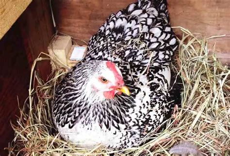 Cría Doméstica Cómo Criar Gallinas Ponedoras En Casa Vida Con Mascotas ️