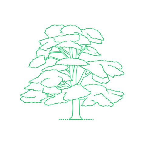 Lebanese Cedar Tree Drawing