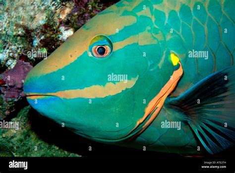 Stoplight Parrotfish Sparisoma Viride Caribbean Atlantic Ocean Stock