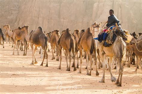 Photos Tchad Grégory ROHART Photographies