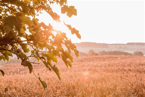 Free photo: Wallpaper, Sunrise, Autumn, Harvest - Free Image on Pixabay ...