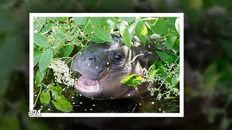 10 Baby Hippos That Will Make Everything Better Video Dailymotion