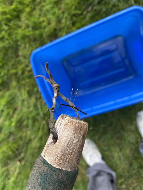 What is this little guy? Looked like a walking stick/mosquito/praying
