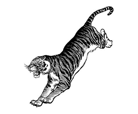 Vintage Tiger Illustration Clipart Free Stock Photo Public Domain