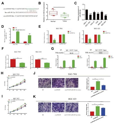 Circznf609 Regulated Proliferative And Invasive Capacities Of Gc Cells