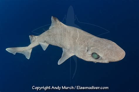 Gulper Shark Pictures - Images of Centrophorus granulosus