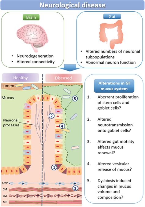 Frontiers The Role Of The Gastrointestinal Mucus System In Intestinal