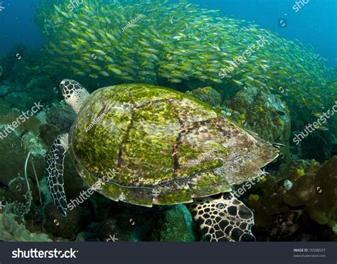 Hawksbill Sea Turtle Swims On Underwater Stock Photo